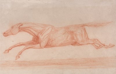 Studie dostihového koně v akci:  Semi-anatomická studie s odloupnutou kůží, která ukazuje činnost svalů. od George Stubbs