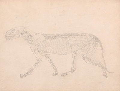 Studie tygra, laterální pohled, odkryté břišní vnitřnosti, z komparativní anatomické expozice stavby lidského těla se strukturou tygra a slepice, kolem 1795-1806 (grafit na od George Stubbs