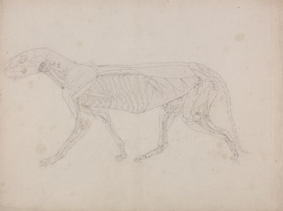 Studie tygra, laterální pohled, z komparativní anatomické expozice stavby lidského těla s tygrem a drůbeží, kolem 1795-1806 (grafit na patronovém papíru) od George Stubbs