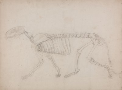Studie tygra, laterální pohled, z komparativní anatomické expozice stavby lidského těla s tygrem a drůbeží, 1795-1806 (grafit na silném tkaném papíru) od George Stubbs