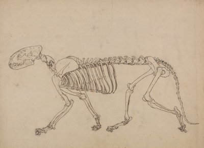 Studie tygra, boční pohled, z komparativní anatomické expozice stavby lidského těla s tygrem a drůbeží, 1795-1806 (pero a inkoust a grafit na tenkém tkaném papíře od George Stubbs