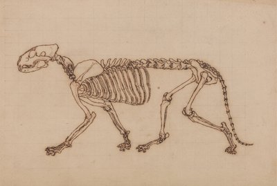 Studie tygra, laterální pohled, z komparativní anatomické expozice stavby lidského těla s tygrem a drůbeží, 1795-1806 (černý inkoust přes křídový grafit na těžkém wo od George Stubbs