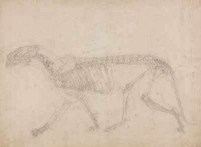 Studie tygra, laterální pohled, z komparativní anatomické expozice stavby lidského těla s tygrem a drůbeží, 1795-1806 (grafit na silném tkaném papíru) od George Stubbs