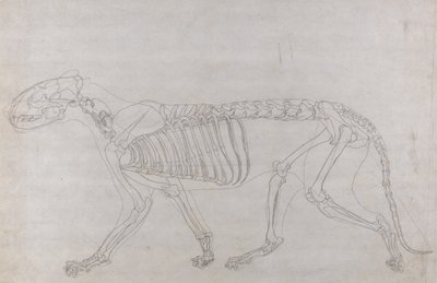 Studie tygra, laterální pohled, z komparativní anatomické expozice stavby lidského těla s tygrem a drůbeží, 1795-1806 (grafit na tenkém tkaném papíru) od George Stubbs