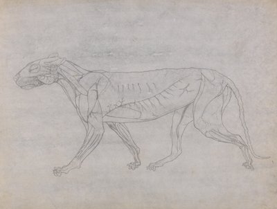Studie tygra, laterální pohled, z komparativní anatomické expozice stavby lidského těla s tygrem a drůbeží, 1795-1806 (grafit na tenkém tkaném papíru) od George Stubbs