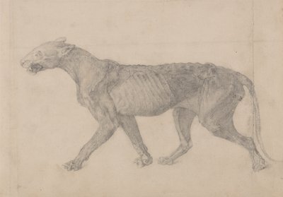 Studie tygra, laterální pohled, z komparativní anatomické expozice stavby lidského těla s tygrem a drůbeží, 1795-1806 (grafit na proloženém papíře) od George Stubbs