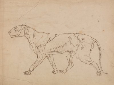 Studie tygra, laterální pohled, z komparativní anatomické expozice stavby lidského těla s tygrem a drůbeží, 1795-1806 (grafit na silném tkaném papíru) od George Stubbs