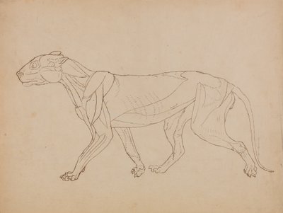 Studie tygra, laterální pohled, z komparativní anatomické expozice stavby lidského těla se strukturou tygra a slepice, 1795-1806 (pero a inkoust na grafitu a křída na tkanině p od George Stubbs