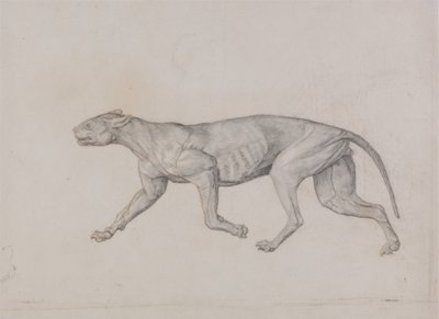 Studie tygra, boční pohled, z komparativní anatomické expozice stavby lidského těla s tygrem a drůbeží, 1795-1806 (grafit s červenou křídou na tenkém tkaném papíře od George Stubbs