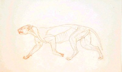 Studie tygra, boční pohled, z komparativní anatomické expozice stavby lidského těla s tygrem a drůbeží, 1795-1806 (červený křídový grafit na tkaném papíře) od George Stubbs