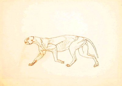 Studie tygra, laterální pohled, z komparativní anatomické expozice stavby lidského těla s tygrem a drůbeží, 1795-1806 (pero a inkoust přes červenou křídu na tenkém tkaném papíře od George Stubbs