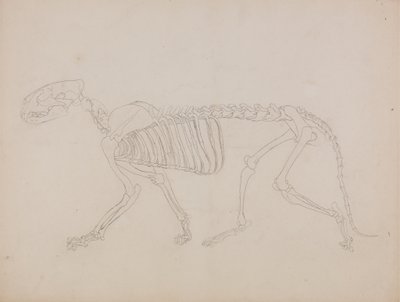 Studie tygra, laterální pohled, z „Srovnávací anatomické expozice stavby lidského těla s tygrem a drůbeží“ od George Stubbs