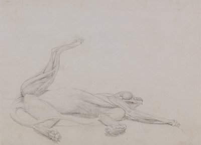 Studie ležícího tygra, při pohledu ventrálně, ze srovnávací anatomické expozice stavby lidského těla se strukturou tygra a slepice, 1795-1806 (grafit na tenkém tkaném papíře od George Stubbs