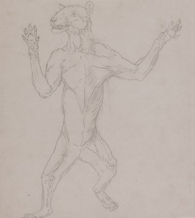 Studie tygra, stojícího v lidském držení těla, z komparativní anatomické expozice stavby lidského těla s tygrem a drůbeží, 1795-1806 (grafit na tenkém tkaném papíru) od George Stubbs