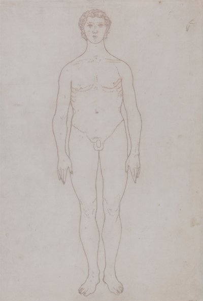 Studie lidské postavy, pohled zepředu (nákres pro tabulku VI) od George Stubbs