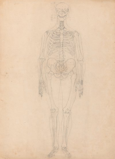Studie lidské postavy, pohled zepředu, diagram pro klíč k tabulce I, ze srovnávací anatomické expozice stavby lidského těla s tygrem a slepicí, kolem 1795-1806 (g od George Stubbs
