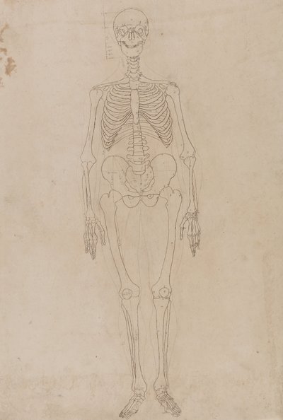 Studie lidské postavy, přední pohled, ze Srovnávacího anatomického výkladu stavby lidského těla s tygrem a ptákem, asi 1795-1806 (grafit a tuš na papíře) od George Stubbs