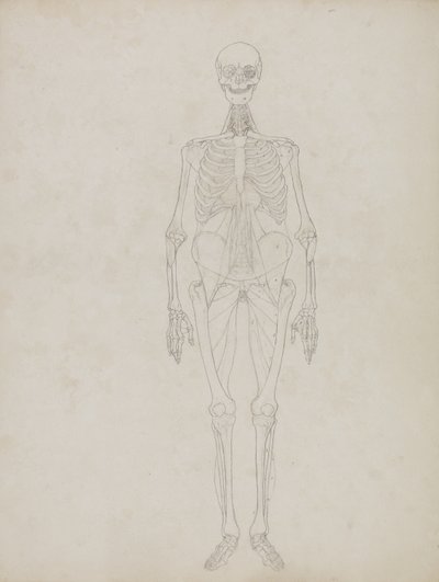 Studie lidské postavy, pohled zepředu, z „Srovnávací anatomické expozice struktury lidského těla se strukturou tygra a slepice obecné“, asi 1795-1806 (grafit a inkoust na papíře) od George Stubbs