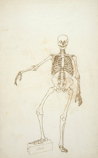 Studie lidské postavy, pohled zepředu, z „Srovnávací anatomické expozice struktury lidského těla s tygrem a drůbeží“ od George Stubbs