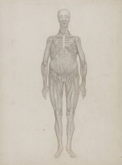 Studie lidské postavy, pohled zepředu, z „Srovnávací anatomické expozice struktury lidského těla se strukturou tygra a slepice obecné“, kolem 1795-1806 (grafit na patronovém papíru) od George Stubbs
