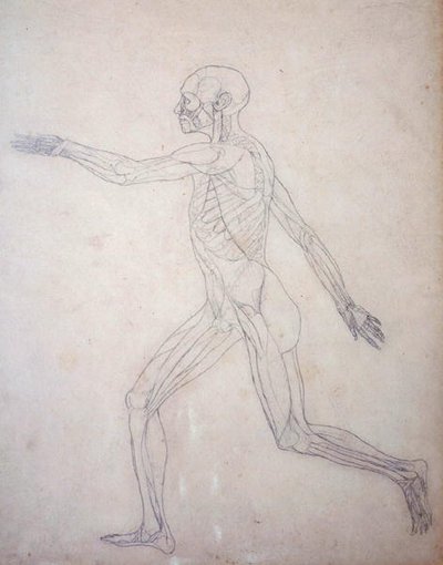 Studie lidské postavy, boční pohled, z komparativní anatomické expozice struktury lidského těla s tygrem a slepicí, kolem 1795-1806 (grafit na patronovém papíru) od George Stubbs