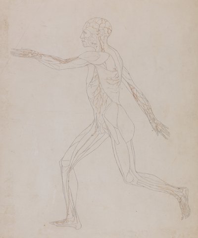 Studie lidské postavy, laterální pohled, z komparativní anatomické expozice stavby lidského těla s tygrem a drůbeží, kolem 1795-1806 (grafit na papíře) od George Stubbs
