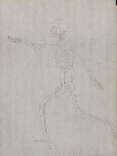 Studie lidské postavy, laterální pohled, z komparativní anatomické expozice stavby lidského těla se strukturou tygra a slepice, 1795-1806 (grafit na silném tkaném papíru) od George Stubbs