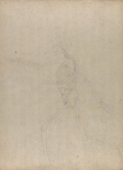 Studie lidské postavy, laterální pohled, z komparativní anatomické expozice stavby lidského těla se strukturou tygra a slepice, 1795-1806 (grafit na silném tkaném papíru) od George Stubbs