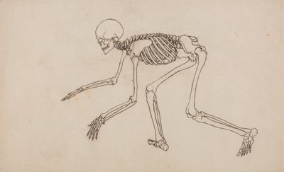 Studie lidské postavy, laterální pohled, z komparativní anatomické expozice stavby lidského těla se strukturou tygra a slepice, 1795-1806 (pero a inkoust na grafitu na wov od George Stubbs