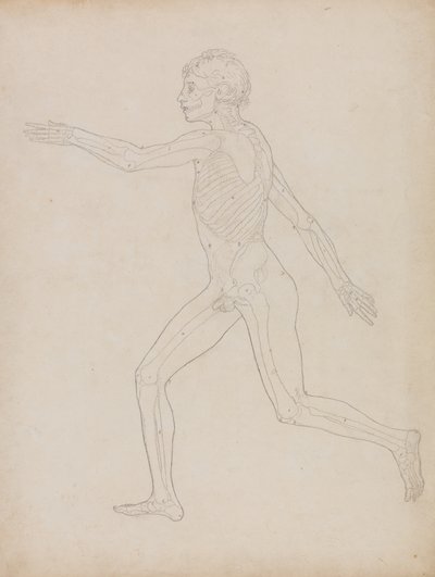 Studie lidské postavy, boční pohled, ze Srovnávacího anatomického výkladu stavby lidského těla s tělem tygra a ptáka, 1795-1806 (grafit na těžkém vliesovém papíře) od George Stubbs