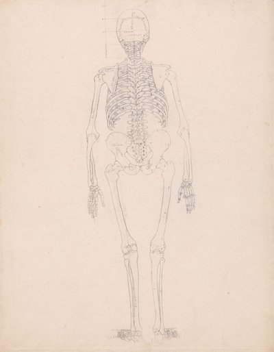 Studie lidské postavy, pohled zezadu, diagram pro klíč k tabulce II, z komparativní anatomické expozice struktury lidského těla s tygrem a drůbeží, kolem 1795-1806 od George Stubbs