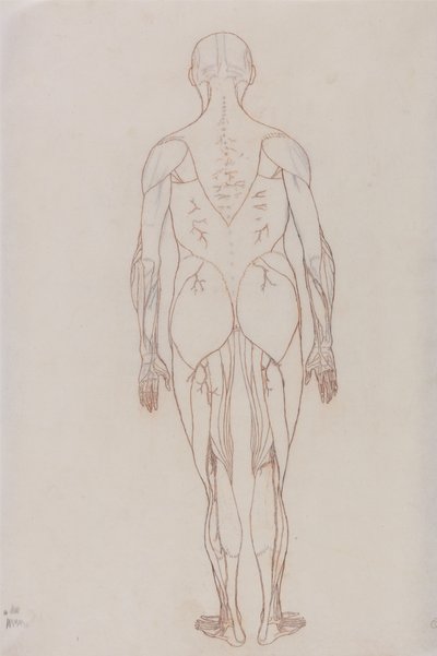 Studie lidské postavy, zadní pohled, z komparativní anatomické expozice stavby lidského těla s tygrem a slepicí, kolem 1795-1806 (červená křída na kazetovém papíru od George Stubbs