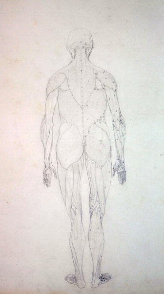 Studie lidské postavy, pohled zezadu, ze srovnávací anatomické expozice stavby lidského těla s tygrem a slepicí, kolem 1795-1806 (grafit na patronovém papíru) od George Stubbs