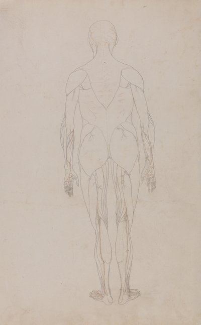 Studie lidské postavy, zadní pohled, z komparativní anatomické expozice stavby lidského těla s tygrem a slepicí, kolem 1795-1806 (grafit a inkoust na papíře) od George Stubbs