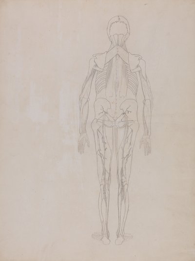 Studie lidské postavy, pohled zezadu, ze srovnávací anatomické expozice stavby lidského těla s tygrem a slepicí, kolem 1795-1806 (grafit na patronovém papíru) od George Stubbs