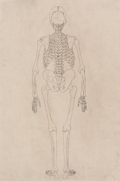 Studie lidské postavy, pohled zezadu, z komparativní anatomické expozice stavby lidského těla se strukturou tygra a drůbeže, kolem 1795-1806 (inkoust na kazetovém papíru) od George Stubbs