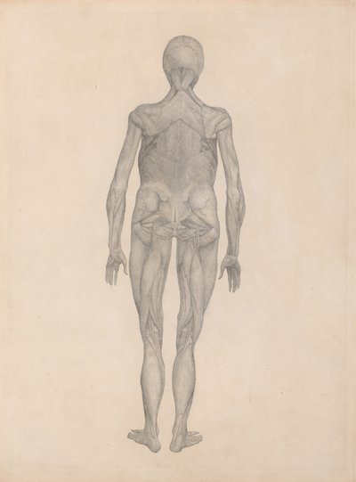 Studie lidské postavy, pohled zezadu, s odstraněnou kůží a pod ní ležícími fasciálními tkáněmi, ze Srovnávací anatomické expozice struktury lidského těla s tygrem a komunikátorem od George Stubbs
