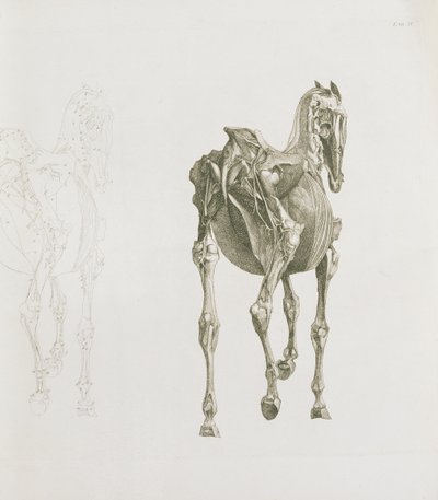 Tab. XV, z „Anatomie koně...“, 1766 od George Stubbs