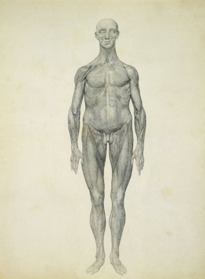 Lidská postava, pohled zepředu, ze série „Srovnávací anatomická expozice stavby lidského těla s tygrem a drůbeží“ od George Stubbs