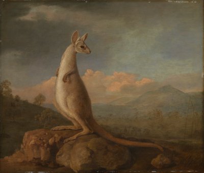 Kongouro z New Holland (Klokan) od George Stubbs