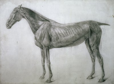 Studium svalů: Kresba Ecorche viděná z boku, z 13. anatomické tabulky, z anatomie koně, 1766 od George Stubbs