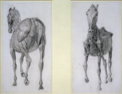 The Study of Muscles: Frontal and Back Views, from the 13th Anatomical Table, from the Anatomy of the Horse, 1766 od George Stubbs