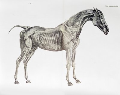Třetí anatomická tabulka z knihy "Anatomie koně od George Stubbs