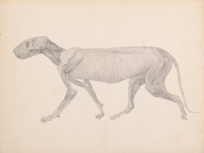 Tělo tygra, boční pohled (dokončený výkres pro nepublikovanou tabulku; zobrazuje třetí fázi pitvy) od George Stubbs