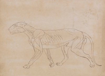 Tělo tygra, boční pohled (nákres pro klíčovou postavu) od George Stubbs