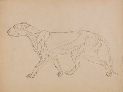 Tělo tygra, boční pohled (pravděpodobně vytvořeno jako základ pro klíčovou postavu) od George Stubbs