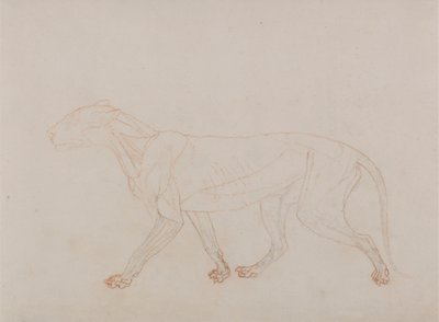 Tělo tygra, boční pohled (ukazuje třetí fázi pitvy) od George Stubbs