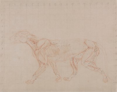 Tygří tělo, boční pohled (studium čtvrté fáze pitvy ukazující hlubší svaly) od George Stubbs