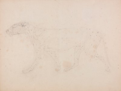 Tělo tygra, boční pohled (Studie svalů pro klíčovou postavu k tabulce IX) od George Stubbs