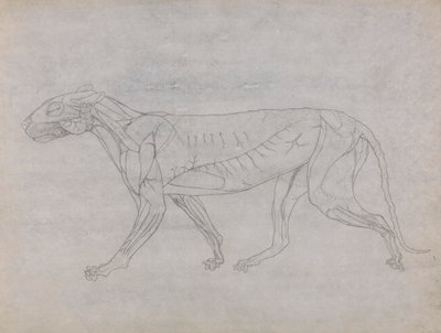 Tygří Tělo, Boční Pohled od George Stubbs